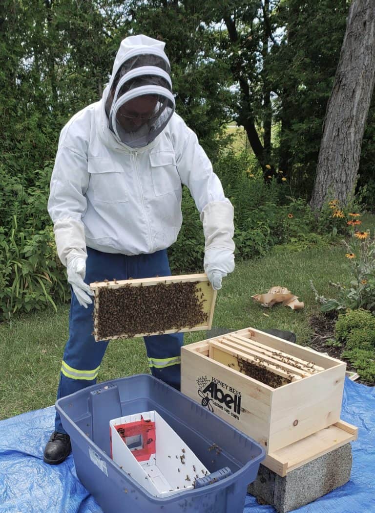 Bee Swarm Relocation – Abell Saves Bees